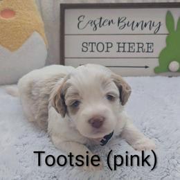 Pink collar - Parti female Goldendoodle puppy in Fayetteville, North Carolina from Frannie's Goldendoodle Puppies