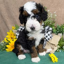 Charlotte - female Australian Mountain Doodle puppy in Seymour, Missouri from D and D’s Dandy Doodles