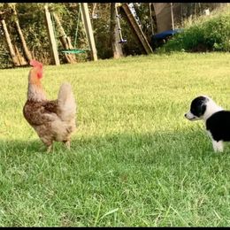 Australian Shepherd Puppies from KC Aussies TN