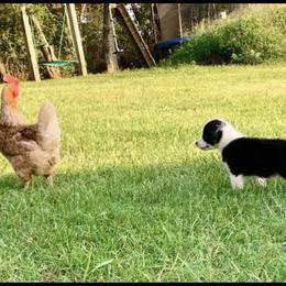 Australian Shepherd Puppies from KC Aussies TN