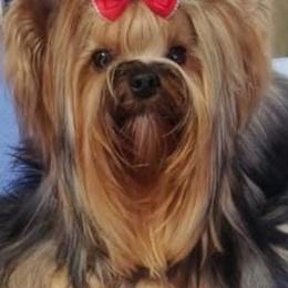 Yorkshire Terriers from Real Yorkies of NorCal