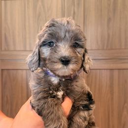 Blue Merle female 2 - Merle female Goldendoodle puppy in Vallejo, California from Well Rooted Doodles