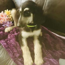 Cream male 3 - Cream male Afghan Hound puppy in Carlisle, Pennsylvania from Winterberry Afghan Hounds