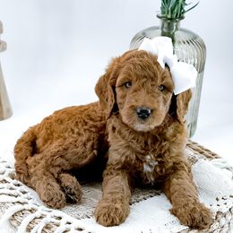 Goldendoodle Puppies from Beloved_doodles_WA