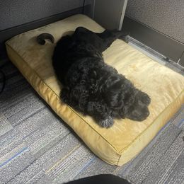 Portuguese Water Dog Puppies from PEJA PWDs