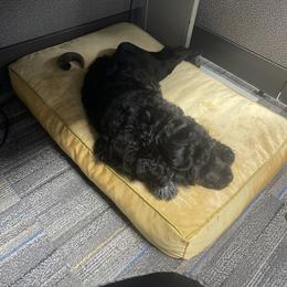 Portuguese Water Dog Puppies from PEJA PWDs