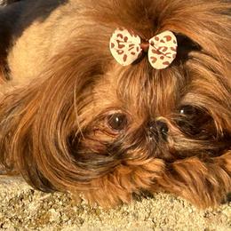 Asa - Shih Tzu