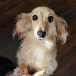 Cassie - Dachshund
