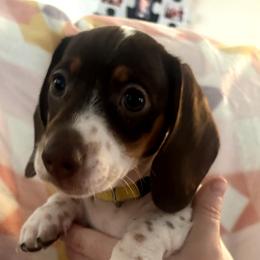 Dachshund Puppies from Treasure Valley Dachshunds