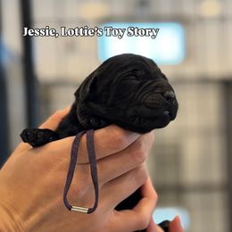 Jessie - Black female Labrador Retriever puppy in Owosso, Michigan from Bennington Retrievers