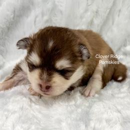 Fargo - Black and white male Pomsky puppy in Sheffield, Iowa from Clover Ridge Pomskies