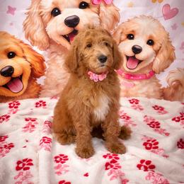 Brown Collar - Apricot female Goldendoodle puppy in Clewiston, Florida from Redlands Farm