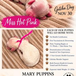 Miss Hot Pink - Buff and white female Cockapoo puppy in Tampa, Florida from Mary Puppins