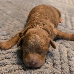 Ginger - Red  female Poodle puppy in Windom, Texas from Wild Farm Puppies