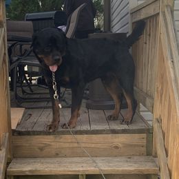 Gotti - Rottweiler