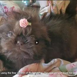 Chocolate Girl - Liver female Shih Tzu puppy in Hillsdale, Michigan from Prairie Fen Farm