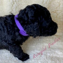 Poodle Puppies from Rosegold Poodles