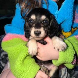 Lucy - Black and cream female Dachshund puppy in Cattaraugus County, New York from H&C’s Dachshunds and Retrievers