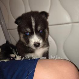 Artemis - Sable and white female Siberian Husky puppy in Richland, Mississippi from Feazell’s Siberian Huskies