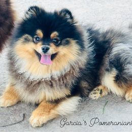 Taboo - Pomeranian