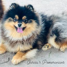 Taboo - Pomeranian