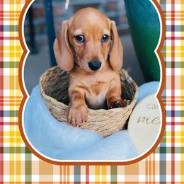 Dachshund Puppies from Jen's Doxie Den