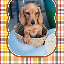 Dachshund Puppies from Jen's Doxie Den