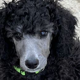 Boy 8 - Poodle puppy from Lake Effect Poodles, Leesa’s Jewlz