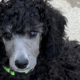 Boy 8 - Poodle puppy from Lake Effect Poodles, Leesa’s Jewlz