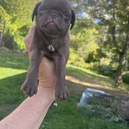 Boy 2 - Black male Pug puppy in Belmont, New Hampshire from Crazy Pugs Haven