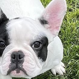 French Bulldogs from Evan Congleton's French Bulldogs
