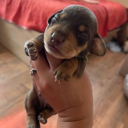 Chase Jr. - Chocolate and tan male Dachshund puppy in Yuba City, California from The Navarro Furbabies