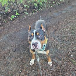 Halt - Black male American Pit Bull Terrier puppy in Lakewood, Washington from Perrault Kennels