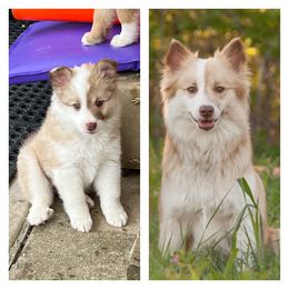 Icelandic Sheepdog All Grown Up from Tri-Star Icelandics