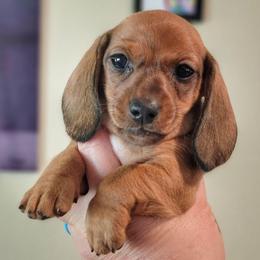 Keeper - Red female Dachshund puppy in Mountain Grove, Missouri from Blueprint K9 Dachshunds- www.BlueprintK9.com