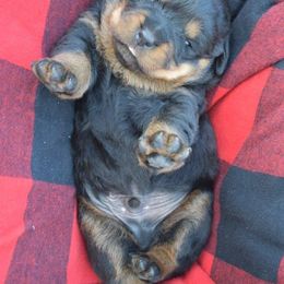 Rottweiler Puppies from Sharp Ridge Rottweilers