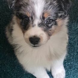 Miniature Australian Shepherds from Twinoakshavenfarm