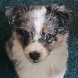 Miniature Australian Shepherds from Twinoakshavenfarm