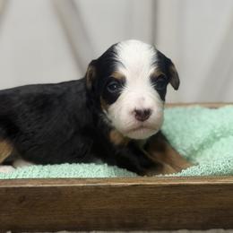 Echo - Tri-color female Bernedoodle puppy in Henry, Illinois from Rowe Farms Doodles