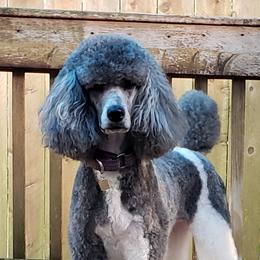 Dixie - Poodle