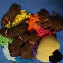 Girl 2 - Red  female Poodle puppy in Mc Henry, Illinois from Sunset Maple Poodles