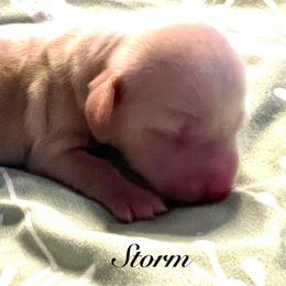 Storm - Red female Dachshund puppy in Vancouver, Washington from GretaLo Dachshunds