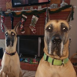 Great Danes from DiolaDanes