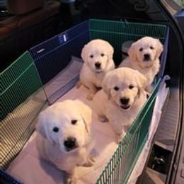 Golden Retriever Puppies from Smokey Mountain English Goldens