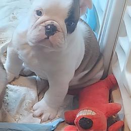 Gema - Fawn and white female Bulldog puppy in Weedsport, New York from M&M Shelties and Smooch-A-Bulls English Bulldogs