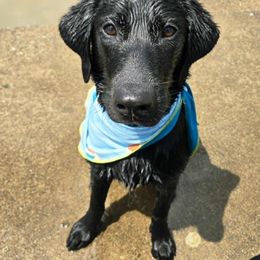 Baja - Black male Labrador Retriever puppy in Winston, Oregon from Feywild Kennels