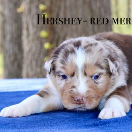 Hershey - Australian Shepherd puppy in Coldwater, Michigan from Northern Star Australian Shepherds
