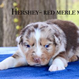Hershey - Australian Shepherd puppy in Coldwater, Michigan from Northern Star Australian Shepherds