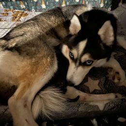 Pomsky Puppies from Stacy’s Playful Pomsky