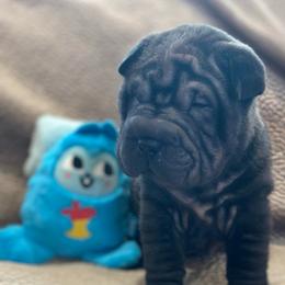 Sable - Black sable female Chinese Shar-Pei puppy in China, Michigan from Blackwitch Farms
